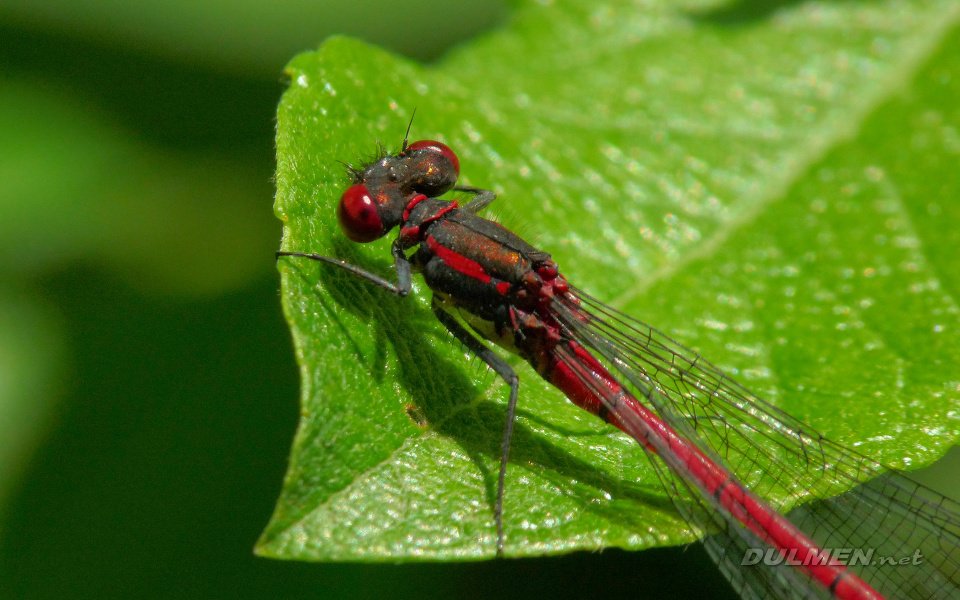 Large Red Damsel (Male, Pyrrhosoma nymphula)